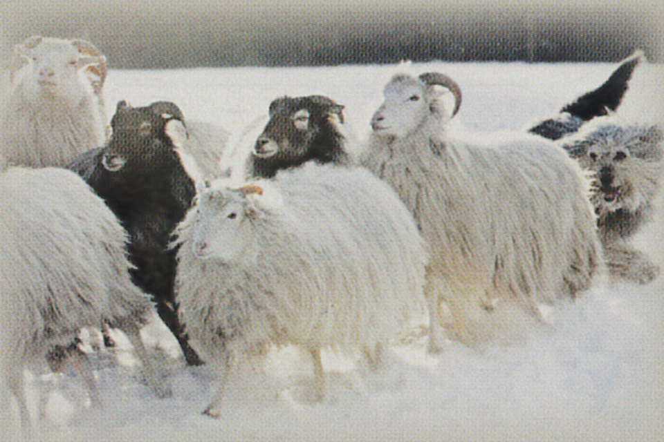 MOORLAND®　ドイツ産高級羊毛【ムーアランド】 -シルクロード手織絨毯展-の投稿画像02